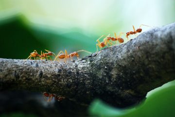 Look to the Ant